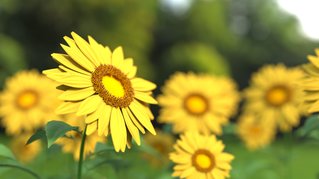 Sunflowers Meadow